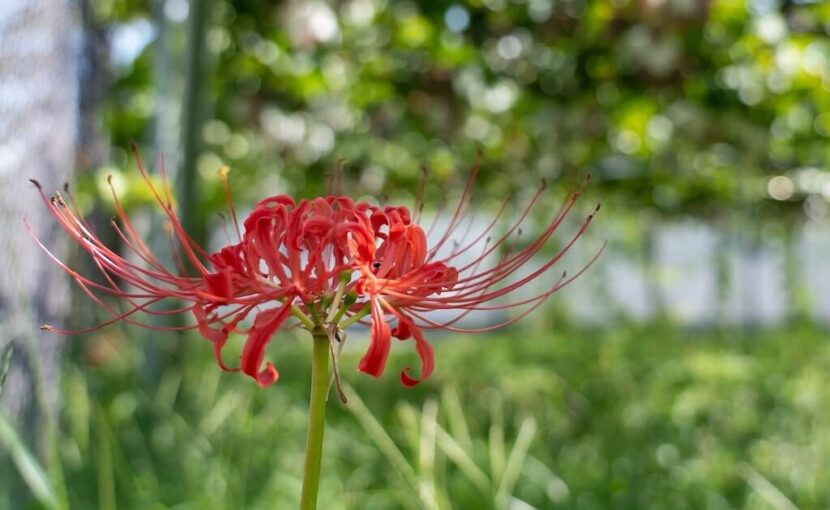 新着情報 | 一般社団法人白川学館